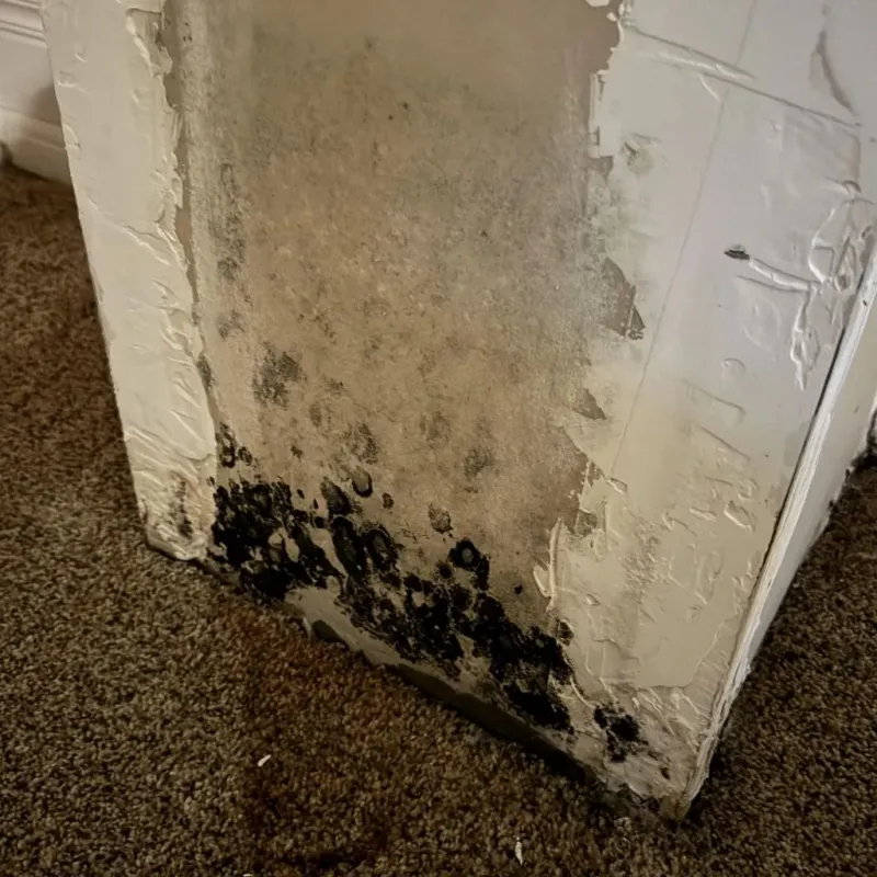 Professional Mold Removal in Alexandria, AL